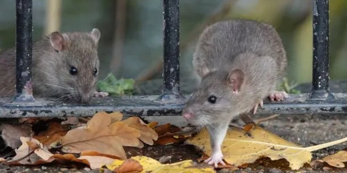 Why Professional Pest Management Is Essential for Melbourne Properties