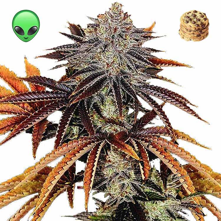 Alien Technology Cannabis Seeds | Legendary Strain Genetics | Gelato Seeds