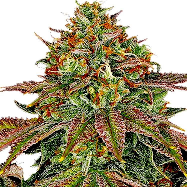 Shop Birthday Cake Feminized Seeds At Gelato Seeds