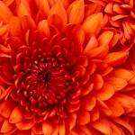 Burenia Profile Picture