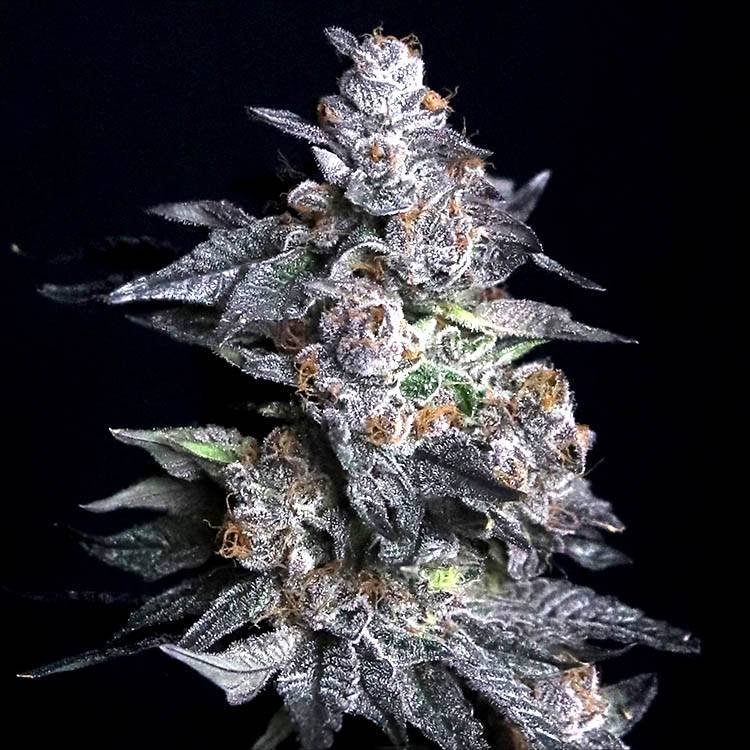 Buy Premium Apple Fritter Runtz Seeds | Gelato Seeds