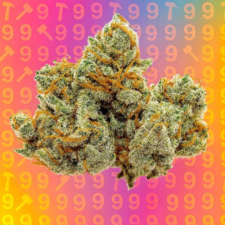 Buy 9 Pound Hammer Seeds | Feminized 9 Pound Hammer Strain