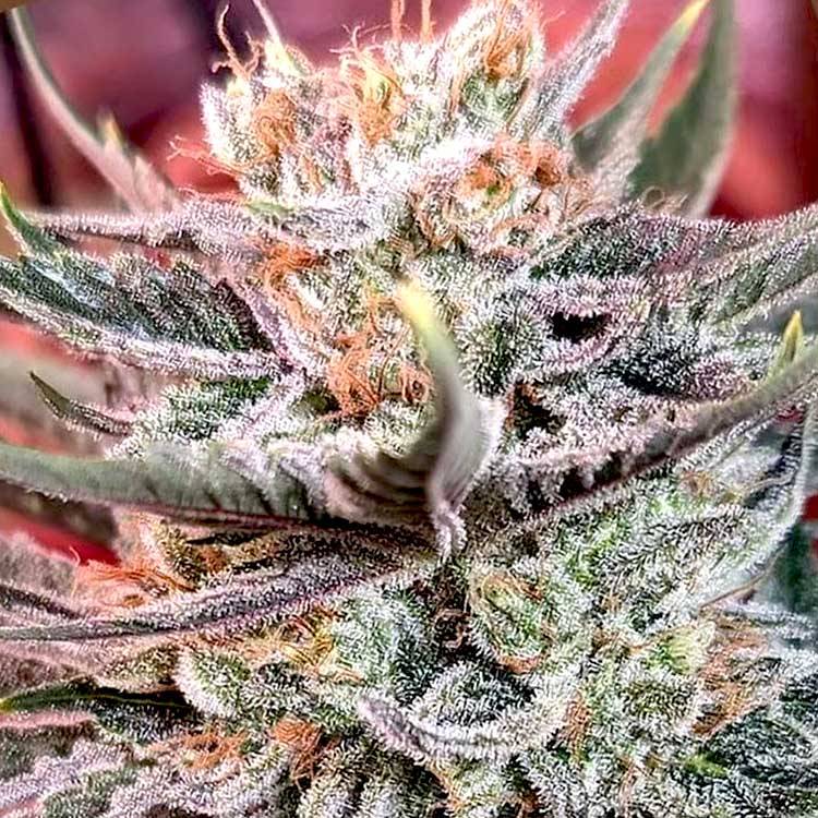 Permanent Marker seeds | Biscotti x Jealousy x Sherbet | 34% THC