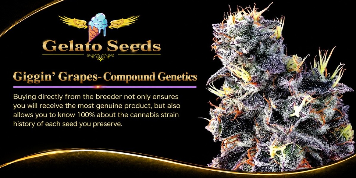 What Should You Know About Giggin Grapes Cannabis Seeds?