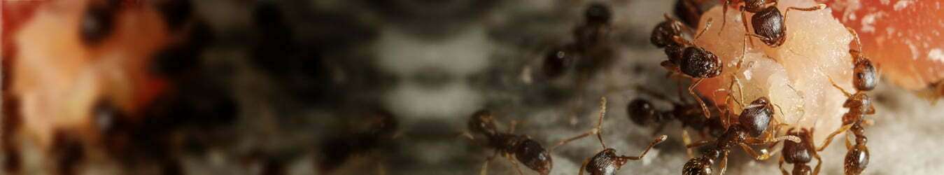 Ant Pest Control Perth, Ant Control Perth