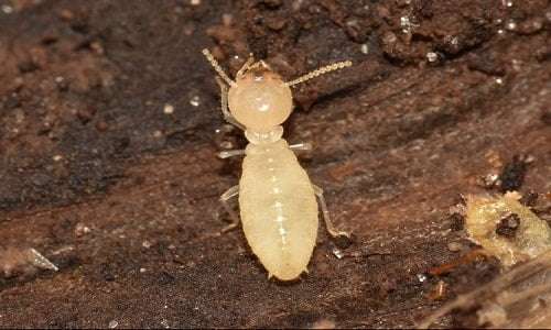 Termite Inspection Perth, Licensed & Eco-Friendly Experts