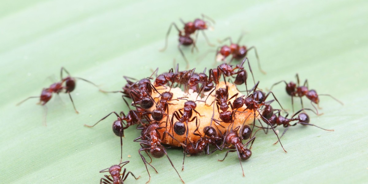 Pest Control Richmond: Reliable Solutions for a Pest-Free Property
