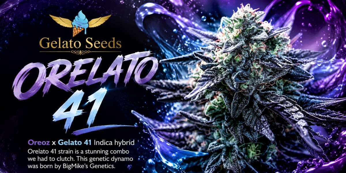 What Makes Orelato 41 Cannabis Seeds an Interesting Modern Hybrid?