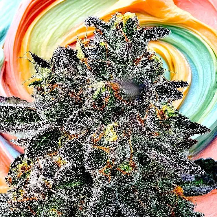 Gelato 33 seeds | Feminized | Gelato Seeds