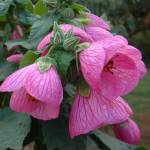Online Plants Profile Picture