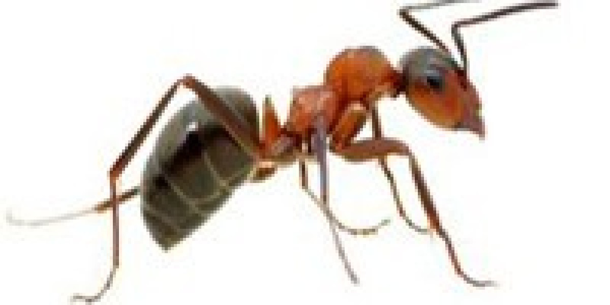 How to Maintain a Clean and Ant-Free Environment at Home