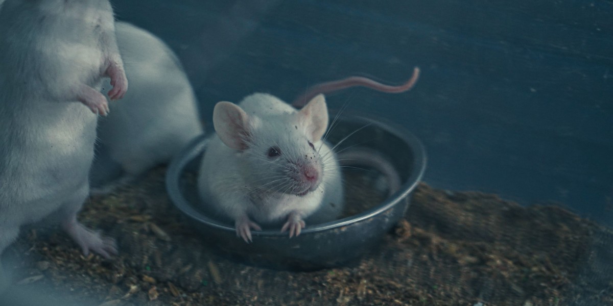 Effective Waste Management for a Cleaner, Rodent-Resistant Property